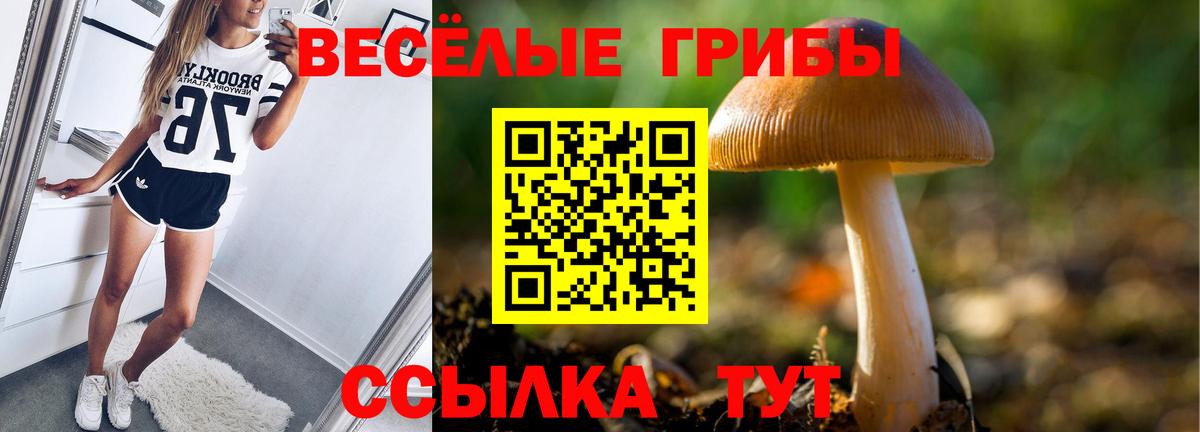 Галлюциногенные грибы Psilocybe Сунжа